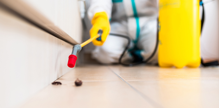 Mevsimsel Böcek İlaçlama Planı Nasıl Oluşturulur?